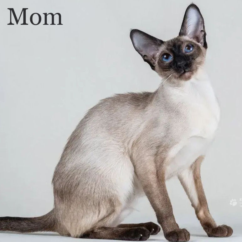 Thumbnail: Siamese