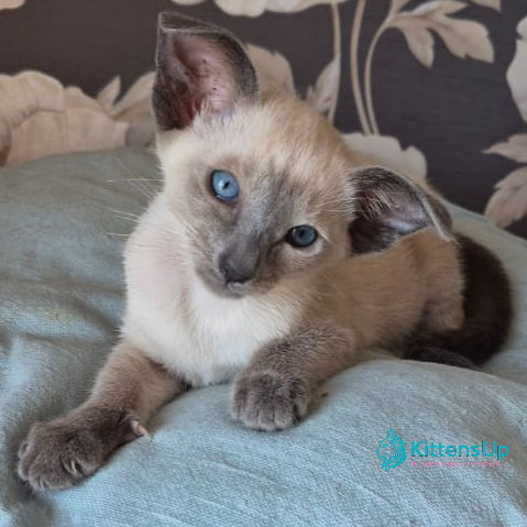 Thumbnail: Siamese cat