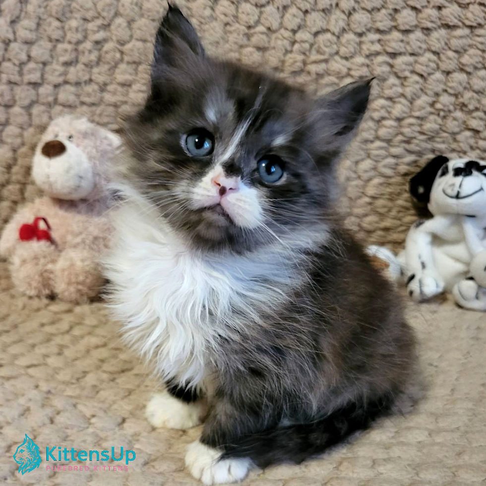 Siberian