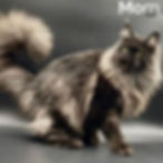 Thumbnail: Maine Coon
