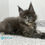 Thumbnail: Maine Coon