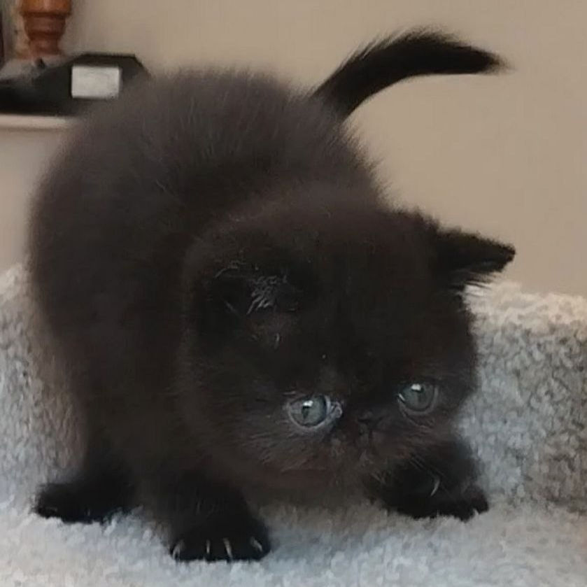 Thumbnail: 081 Kleon (R) Exotic shorthair male kitten