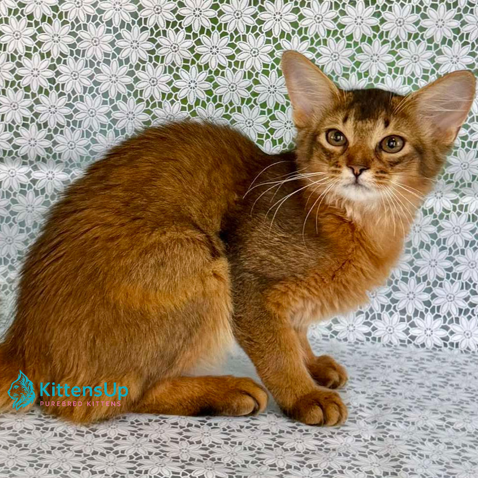 Thumbnail: 345 Dzhenifer (U) purebred Somali female kitten