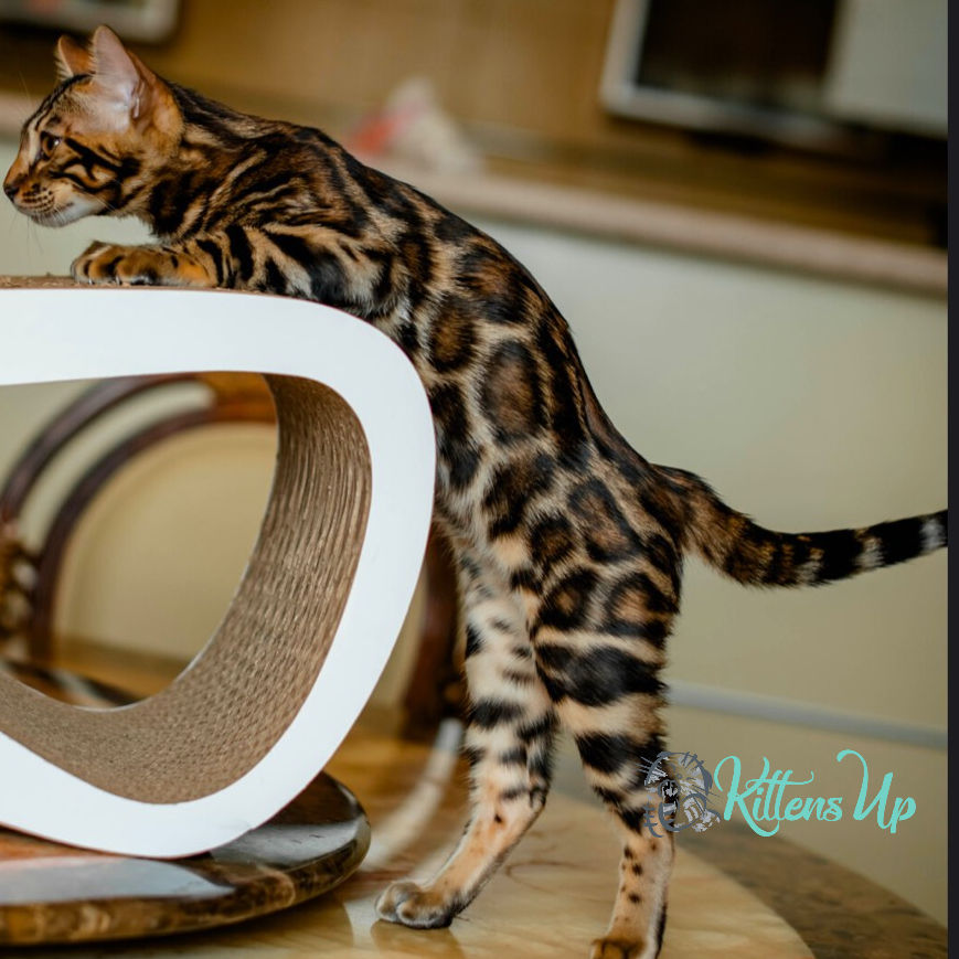 Thumbnail: Bengal
