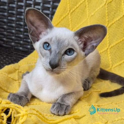 Thumbnail: Siamese