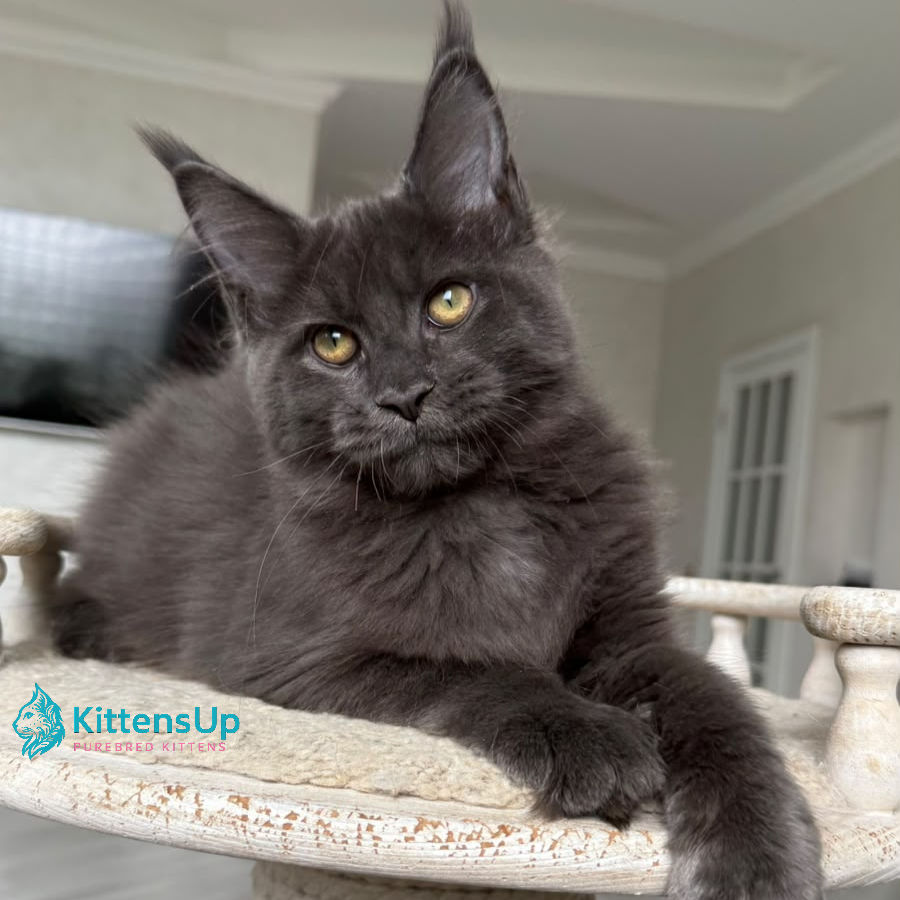 Thumbnail: Maine Coon