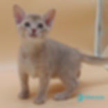 Abyssinian