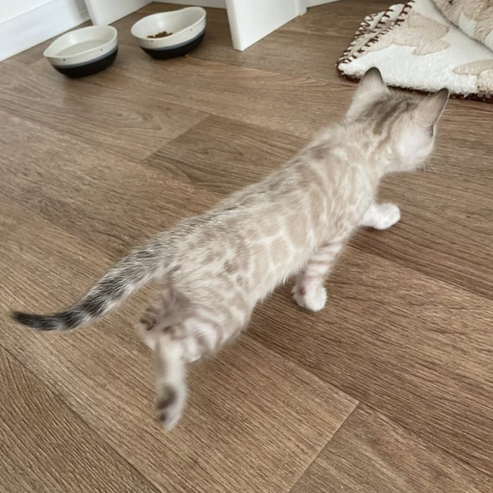 Thumbnail: 244 Shanty (R) purebred Bengal female kitten