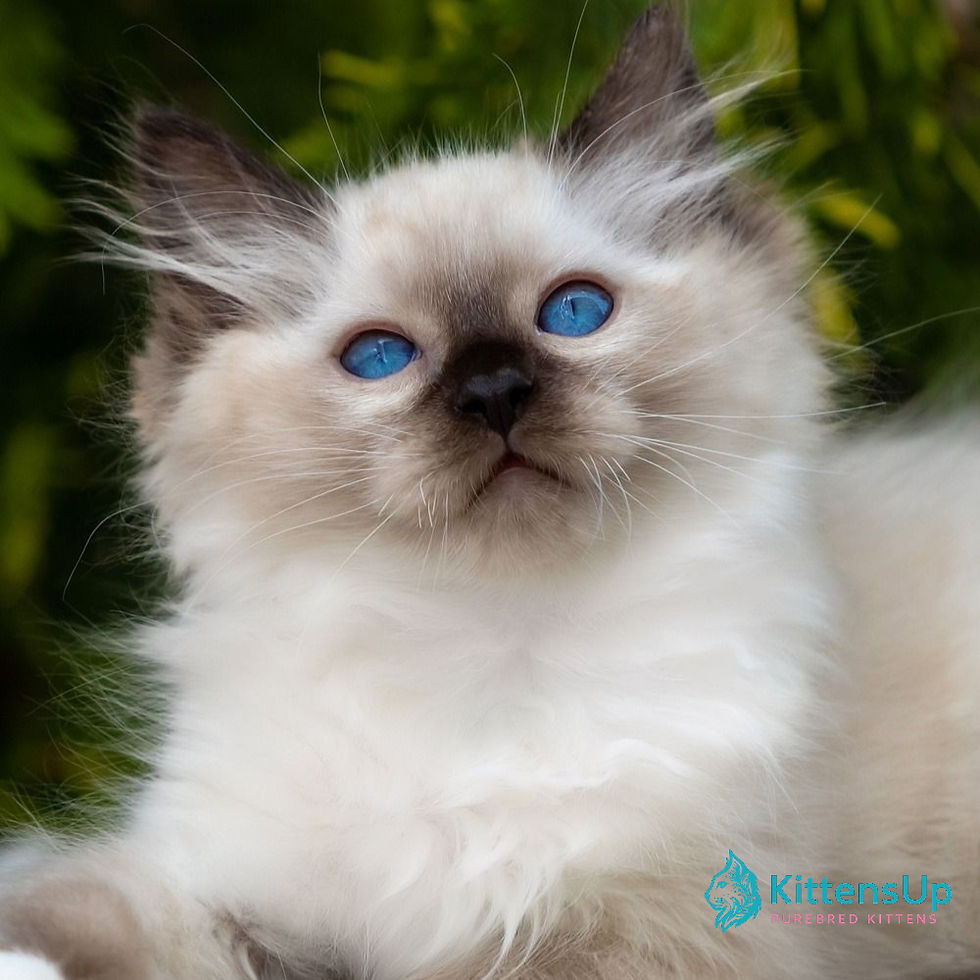Thumbnail: Ragdoll