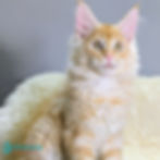 Thumbnail: Maine Coon