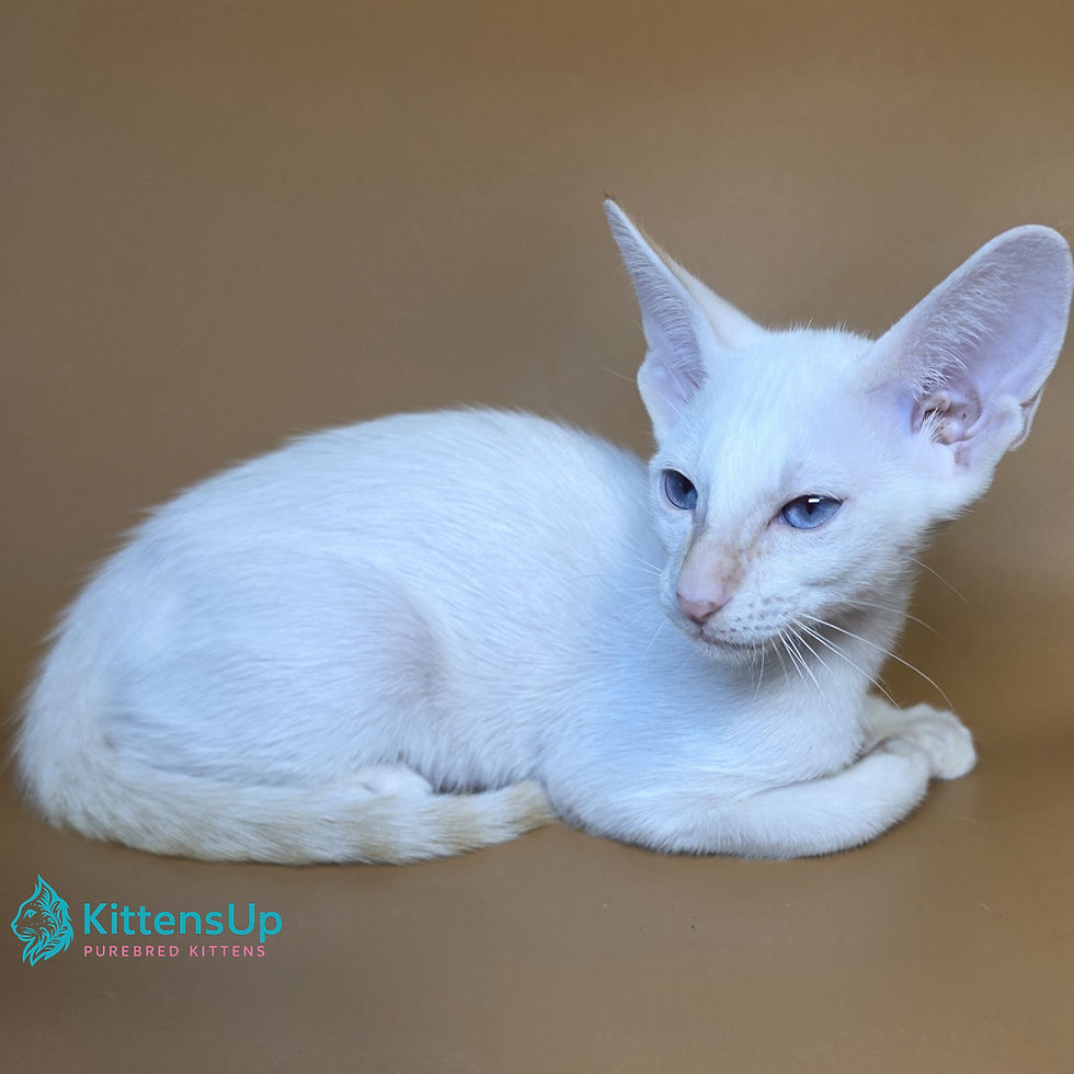Siamese
