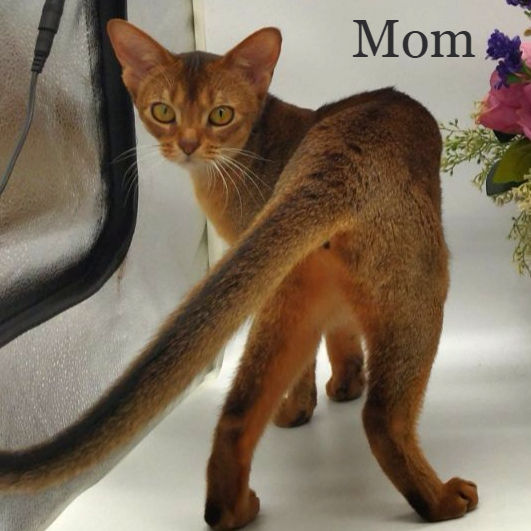 Thumbnail: Abyssinian
