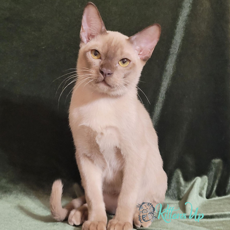 Thumbnail: Burmese