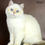 Thumbnail: British shorthair