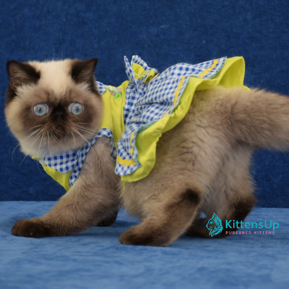 Thumbnail: Exotic shorthair
