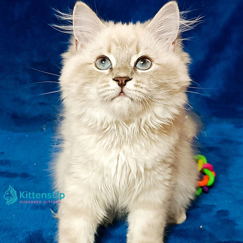 Siberian