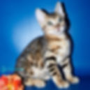 Bengal