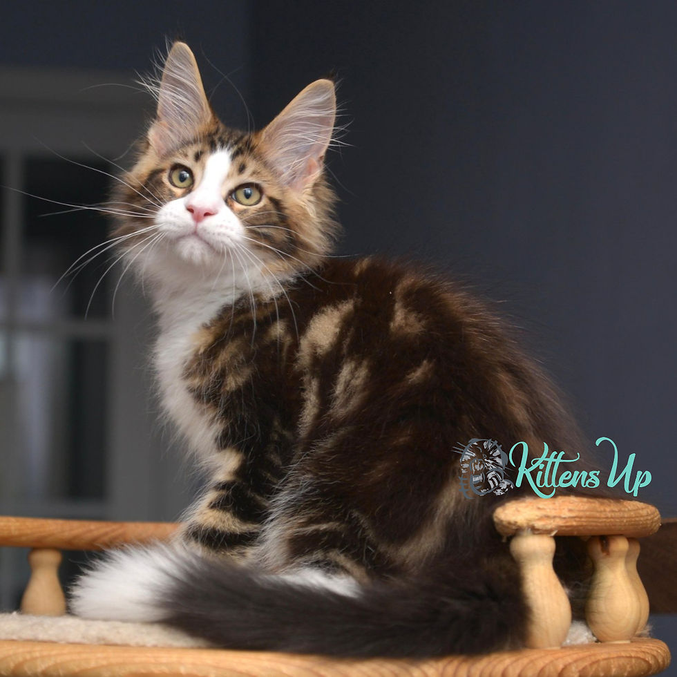 Maine Coon