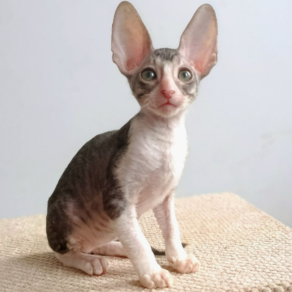 Thumbnail: Cornish Rex