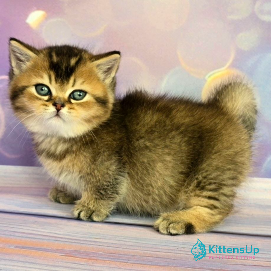 Munchkin