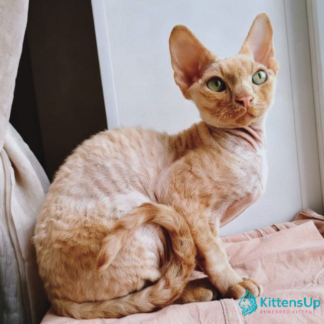 Devon Rex
