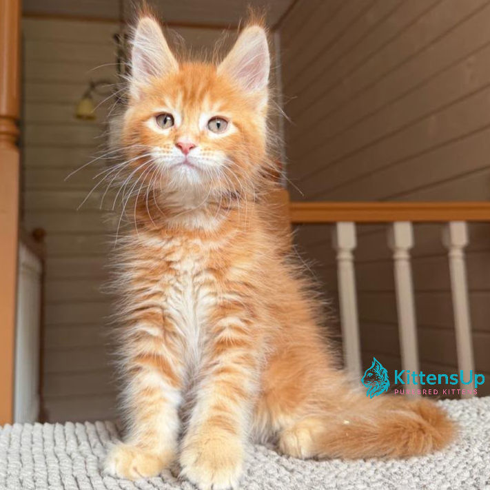 Maine Coon