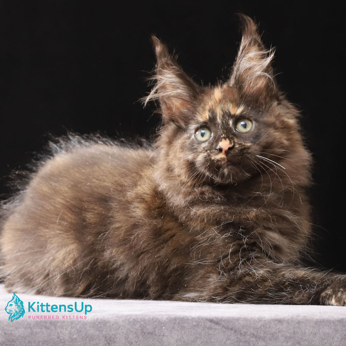 Maine Coon