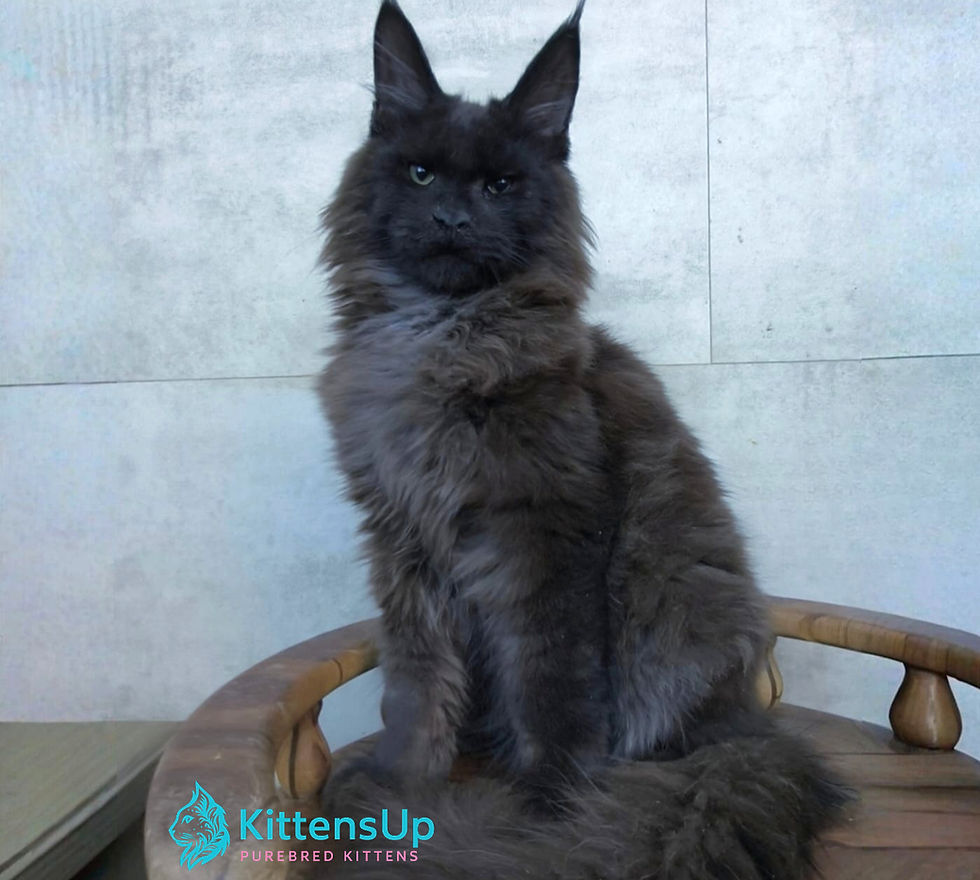Maine Coon