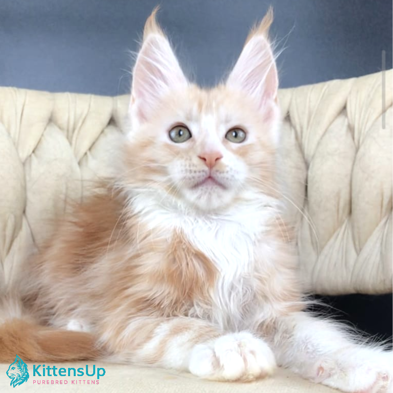 Maine Coon