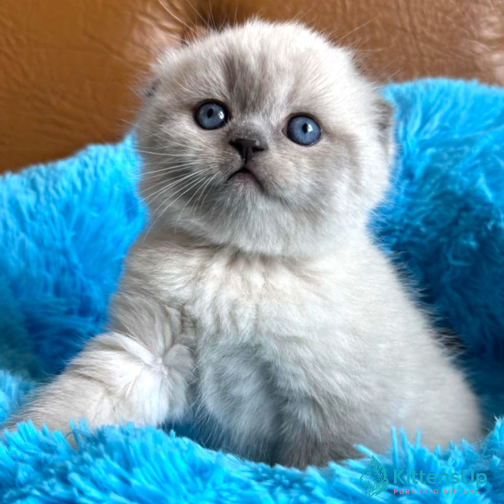 Scottish Fold