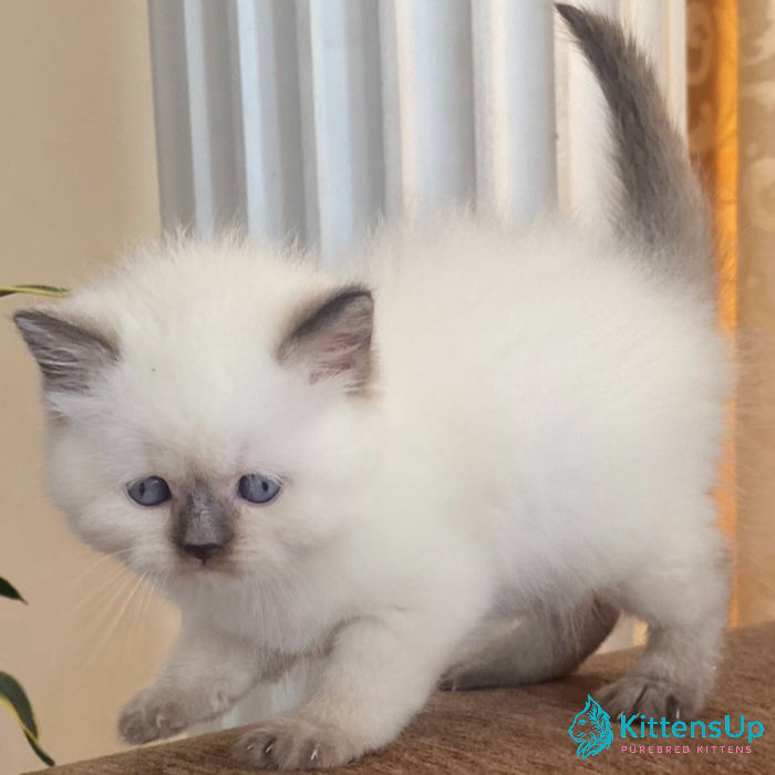 British shorthair