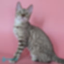 Bengal