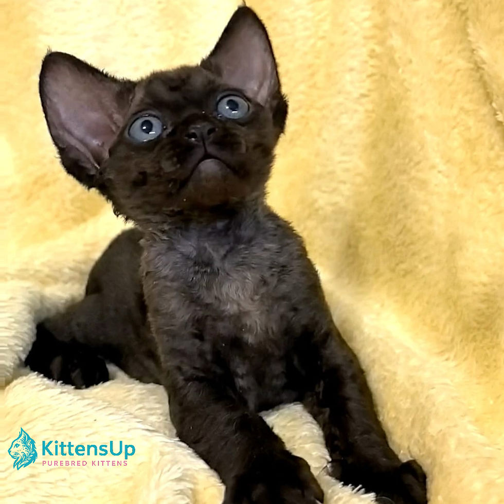 Thumbnail: Devon Rex