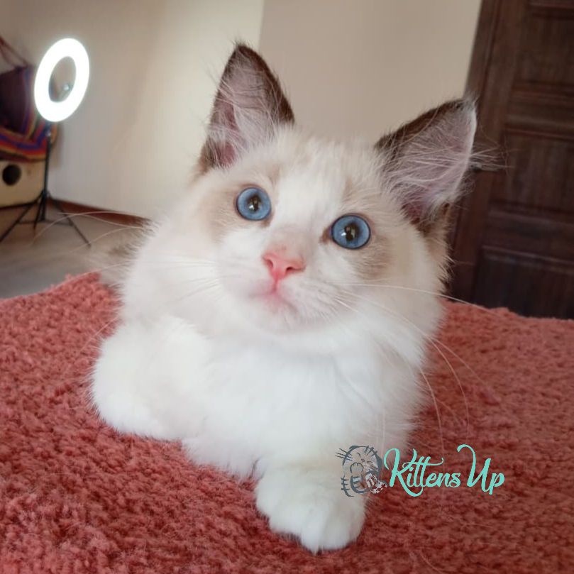 Ragdoll