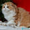 Thumbnail: Scottish Fold