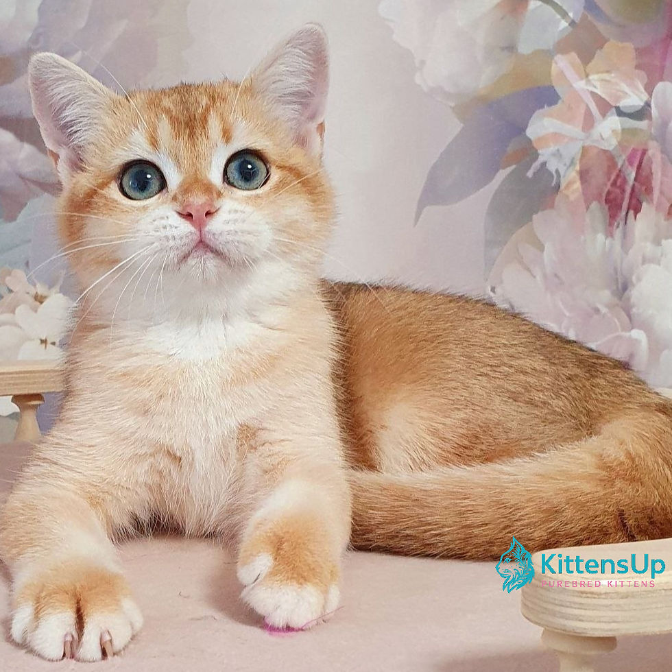 British kitten