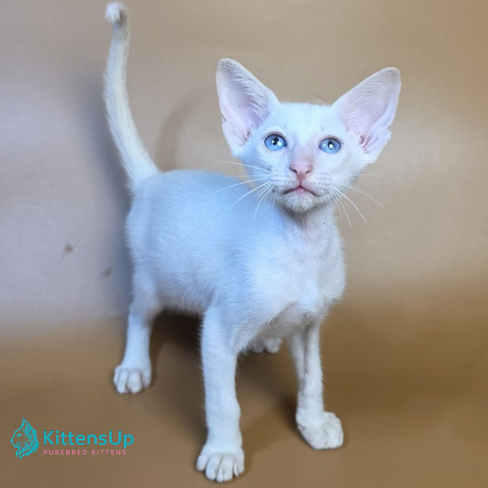 Siamese