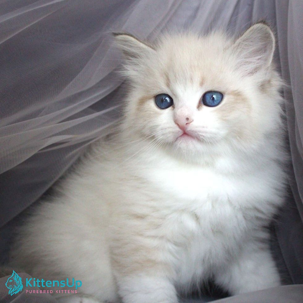 Siberian