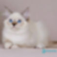 Siberian