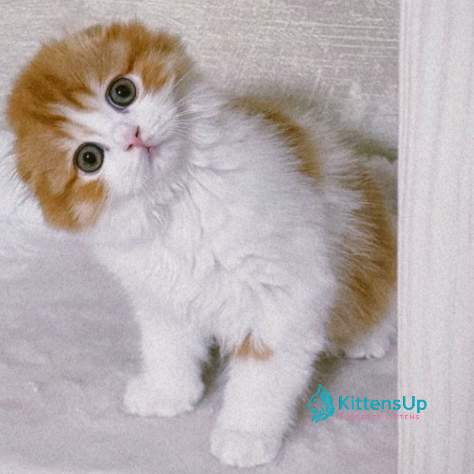 Scottish Fold