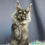 Thumbnail: Maine Coon