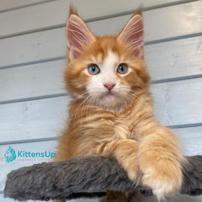 Thumbnail: Maine Coon