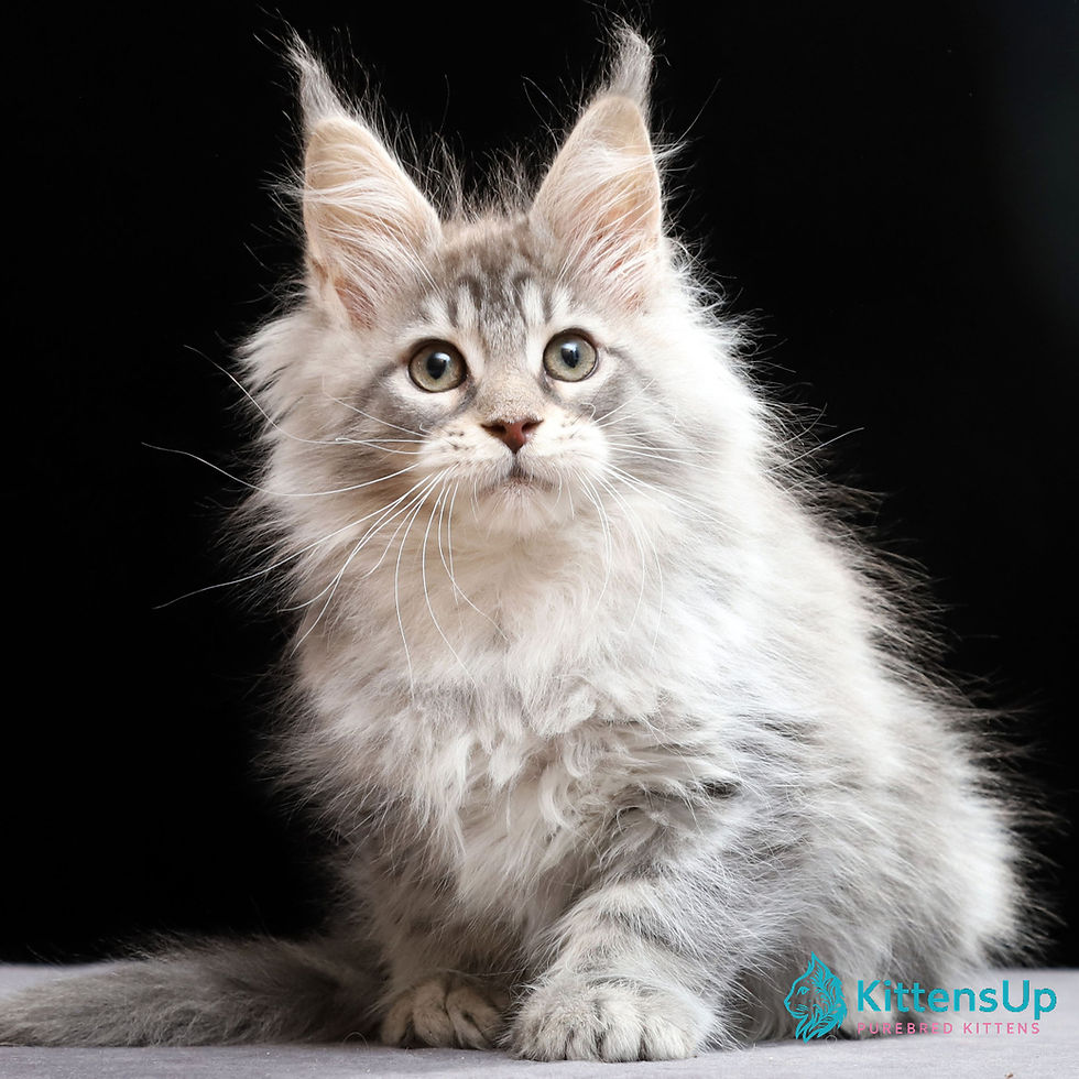Maine Coon