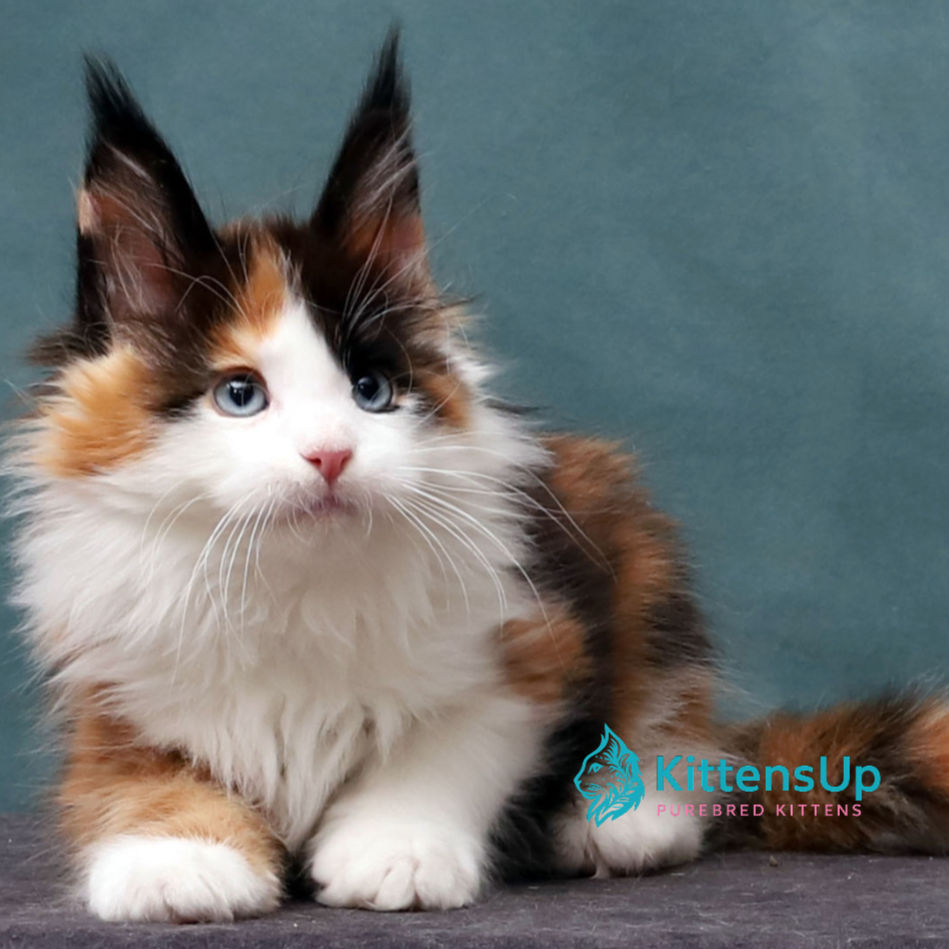 Thumbnail: Maine Coon