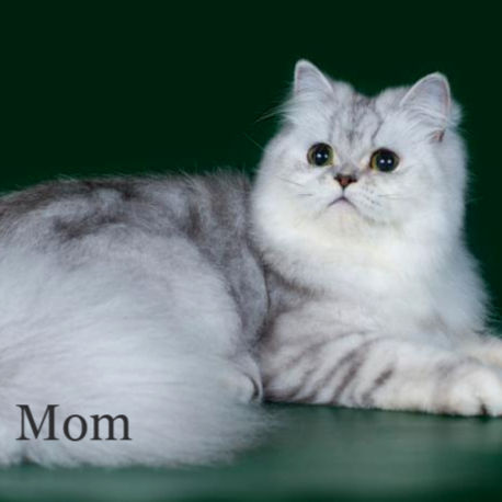Thumbnail: Persian longhair
