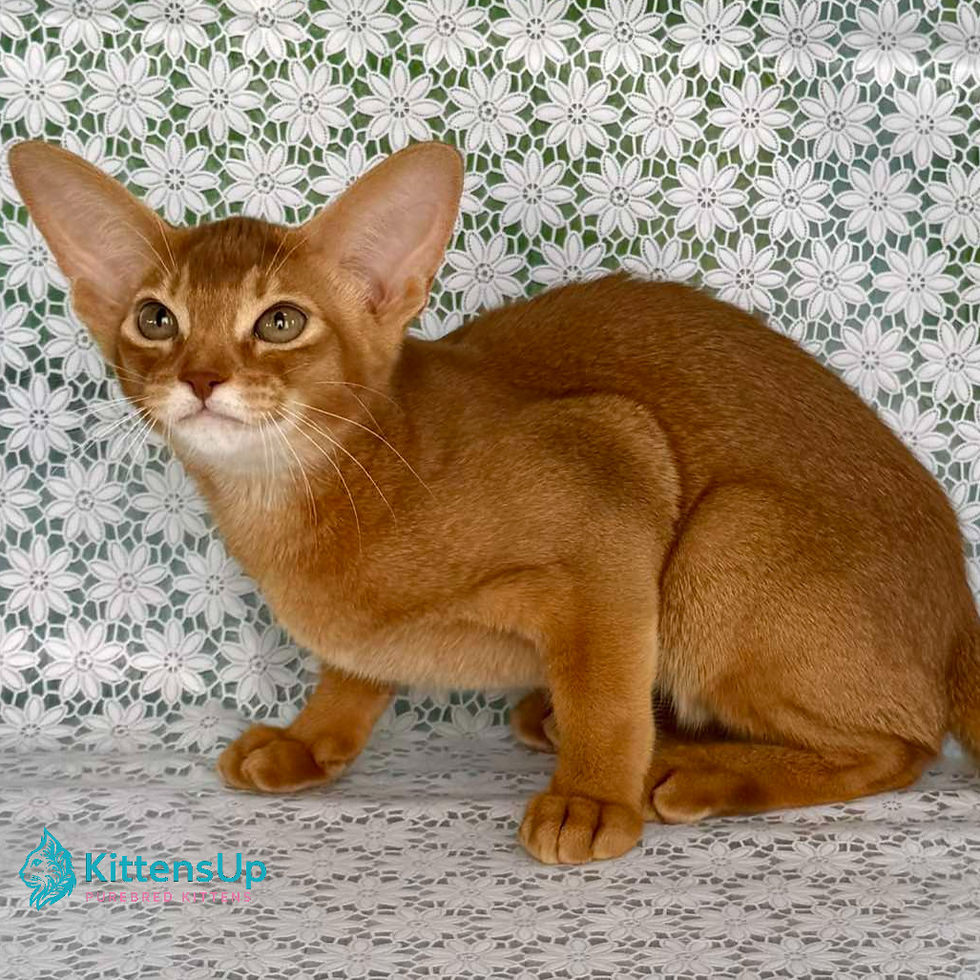 Thumbnail: Abyssinian