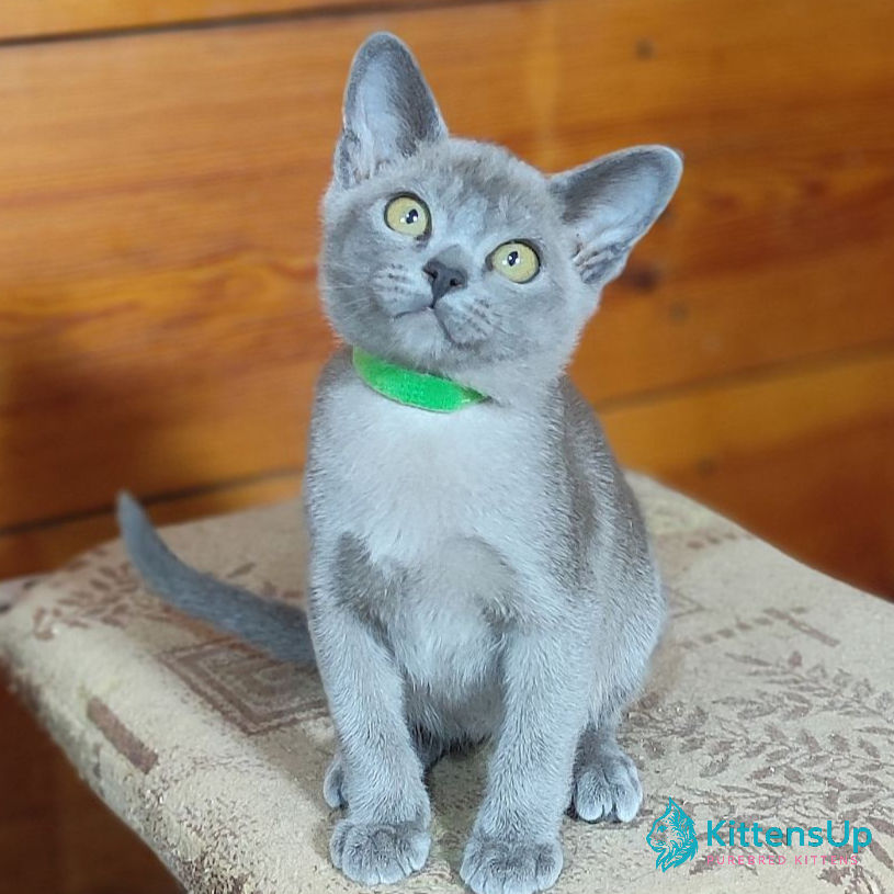 Burmese
