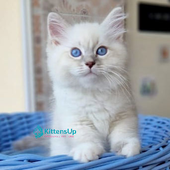 Siberian