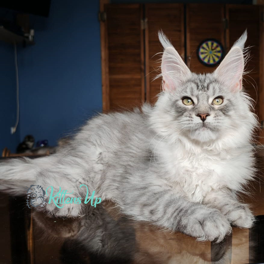 Maine Coon