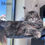 Thumbnail: 1312 Albus (R) Maine Coon male kitten